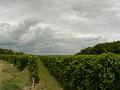 Vineyard near Chaintres P1130514